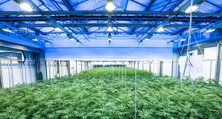 commercial cannabis clone nursery