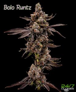 Bolo Runtz Strain Ad