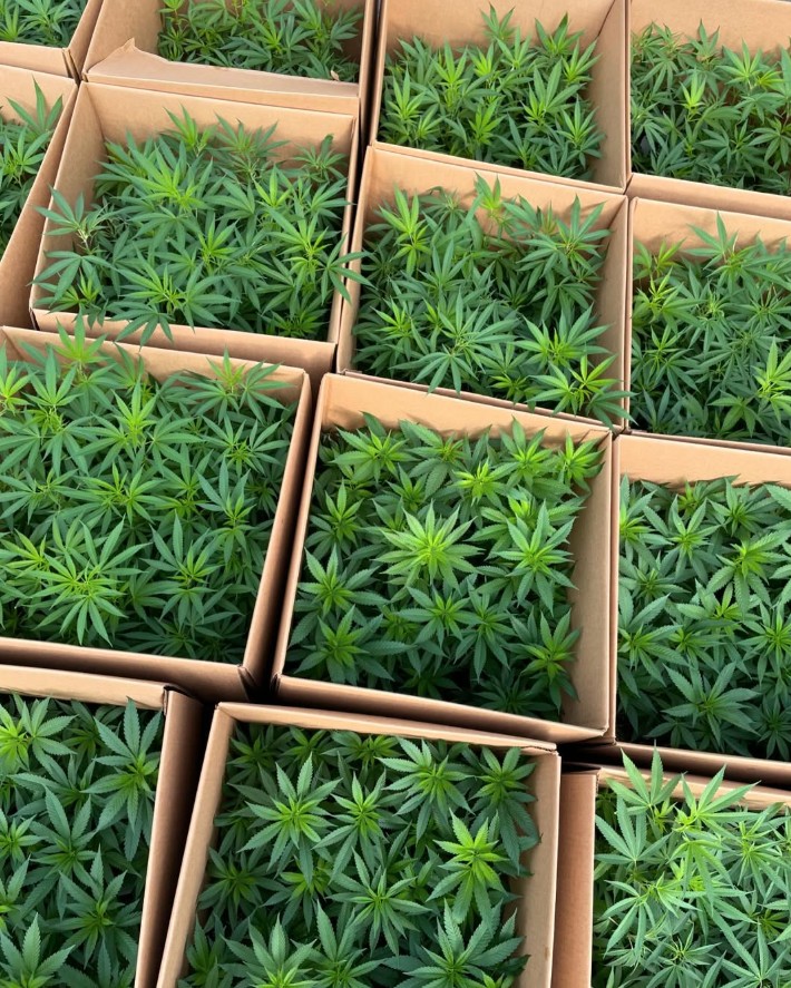 premium cannabis genetics