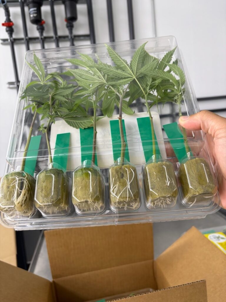 Premium cannabis clones