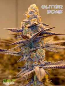 Glitterbomb Strain ad #2