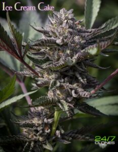 Ice Cream Cake strain ad