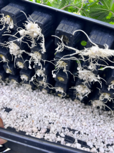 Healthy rooted cannabis clones
