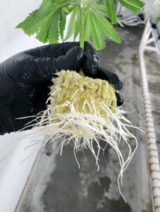 Virus tested cannabis clones