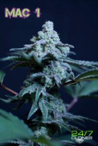 Mac 1 strain ad