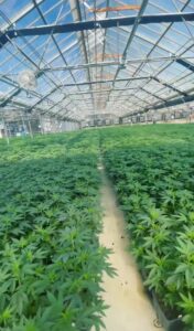 Clean stock cannabis clones