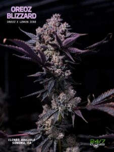 Oreoz blizzard strain ad