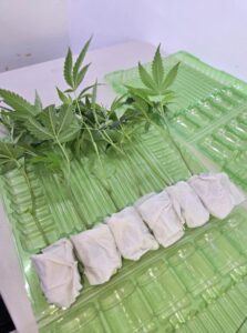 cannabis clones for home growers