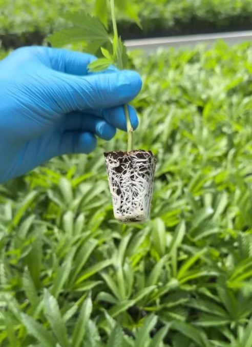 premium cannabis clones