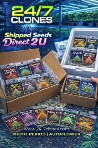 Seed Ad