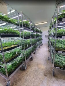 commercial clone supplier