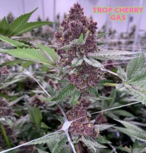 Trop cherry gas strain ad