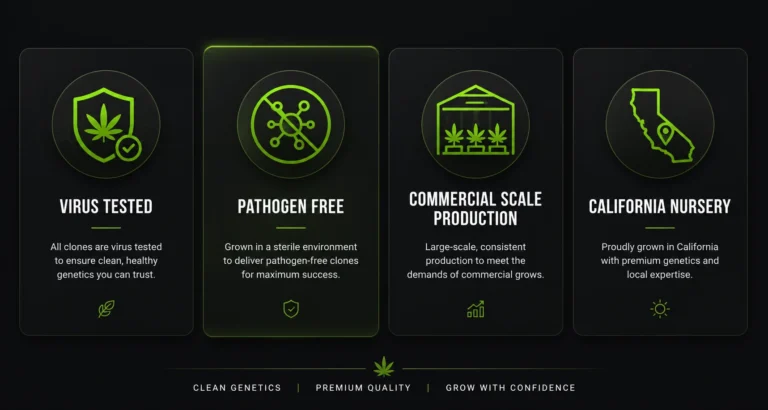 24/7 Clones provides virus-tested, pathogen-free cannabis clones through commercial-scale production at a California nursery.