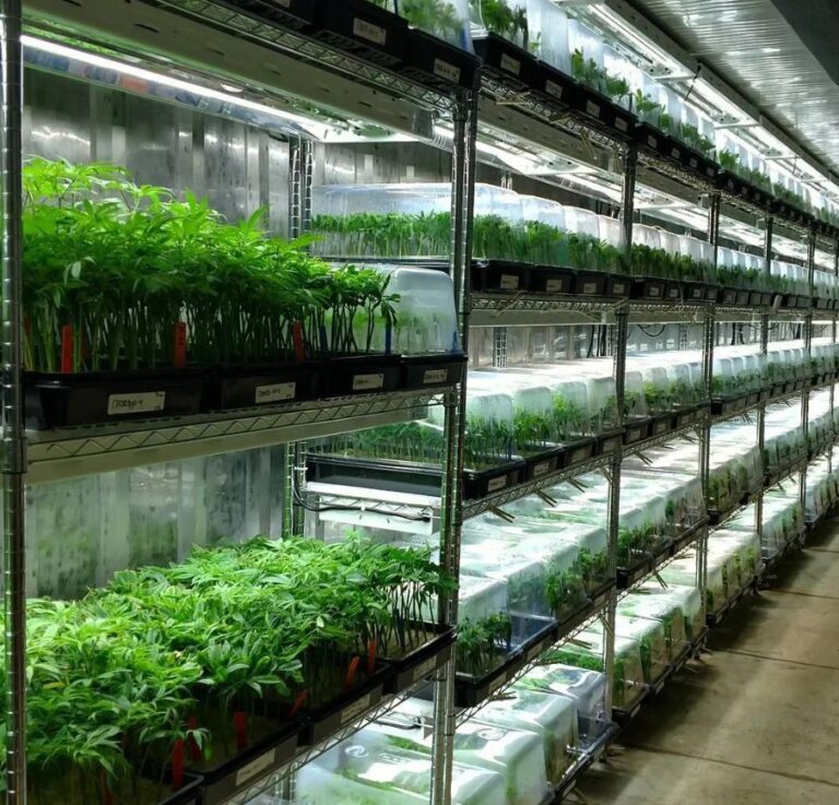 cannabis clone genetics