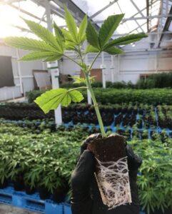 large scale cannabis cultivation