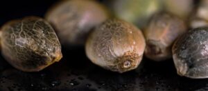 Photoperiod Seeds